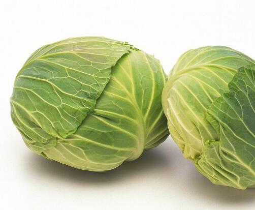 QF CABBAGE NO.3  F1